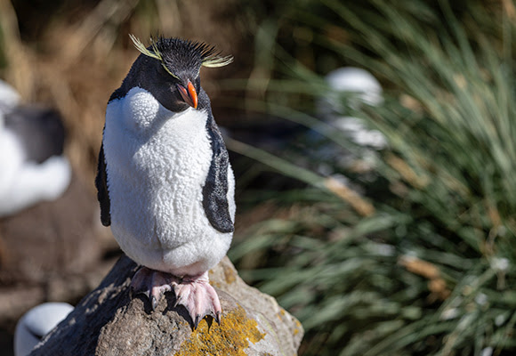 Falkland Islands