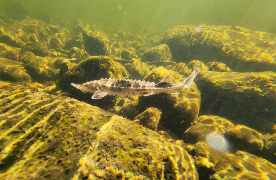 A baby sturgeon with a pointed nose and speckled skin, swimming underwater.