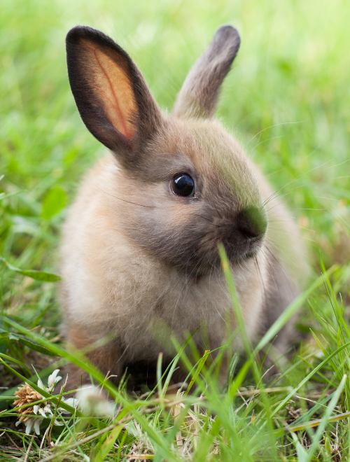 Petit lapin beige, de profil, dans un champ d'herbe verte