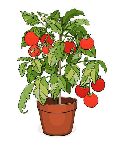 tomato plant