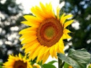 Sunflowers align movements so they all get maximum sun