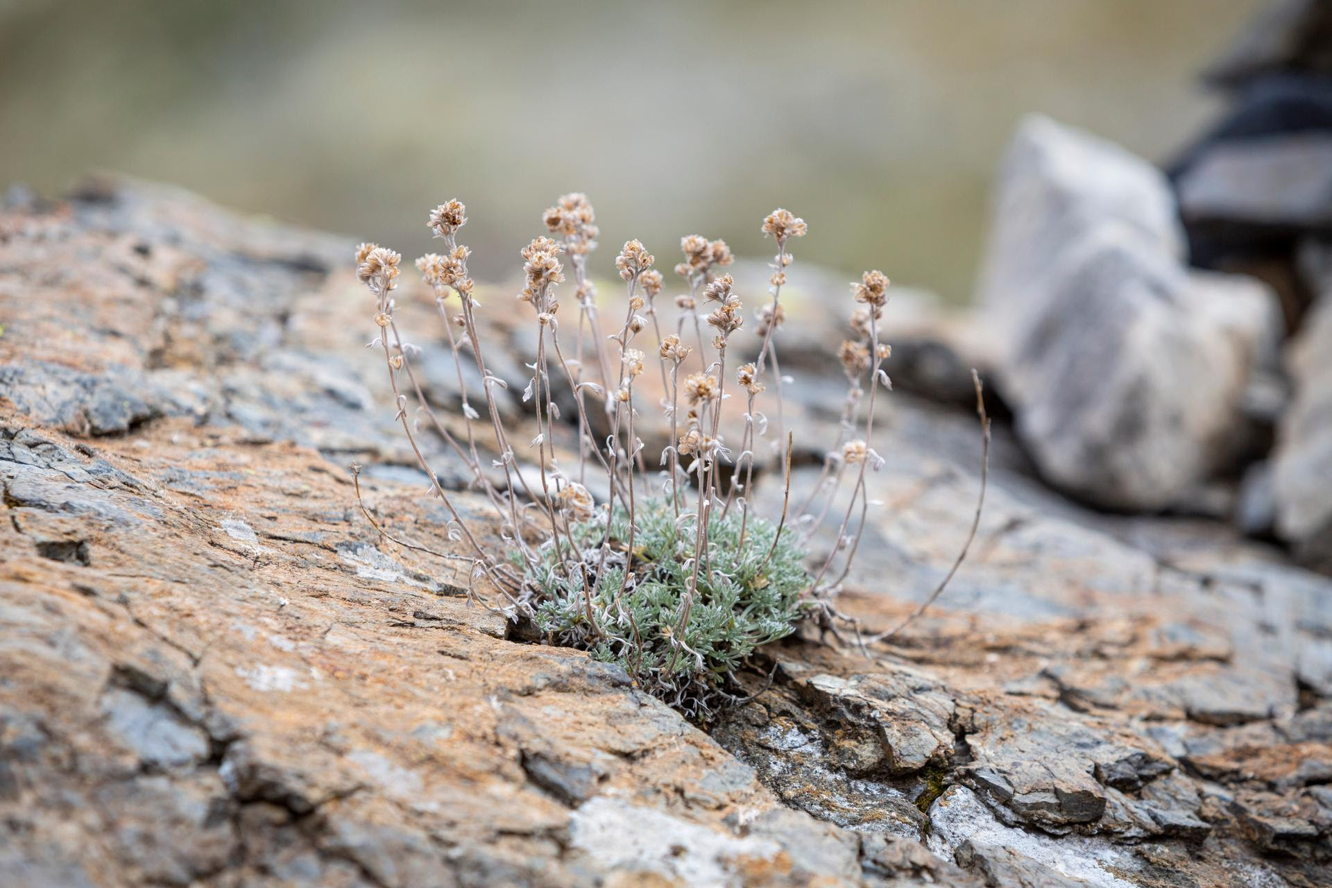 Génépi laineux (« Artemisia eriantha ») en aval du glacier des Oulettes de Gaube, le 19 septembre 2024