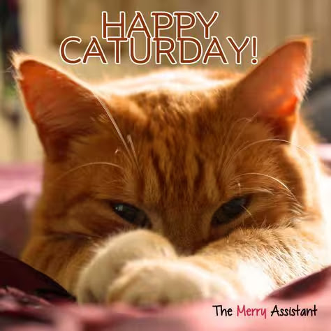 Caturday-Happy-Day