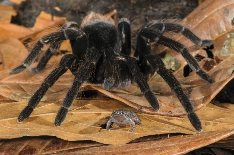 Tarantula and Frog