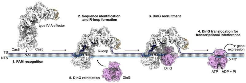 Researchers uncover new gene silencing mechanism