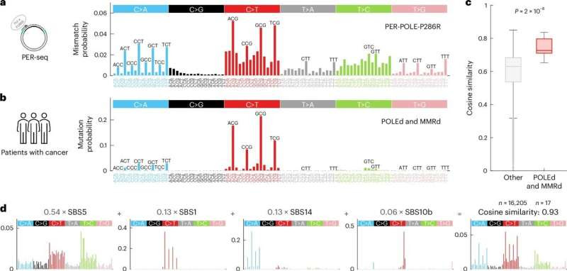 New study challenges longstanding assumption about the cause of the genome's most common mutation