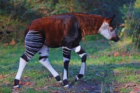 Giraffe-Okapi-5