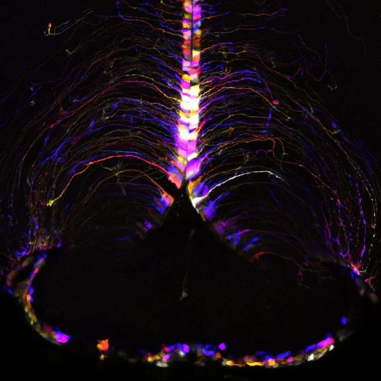 Tanycytes Brain Cells