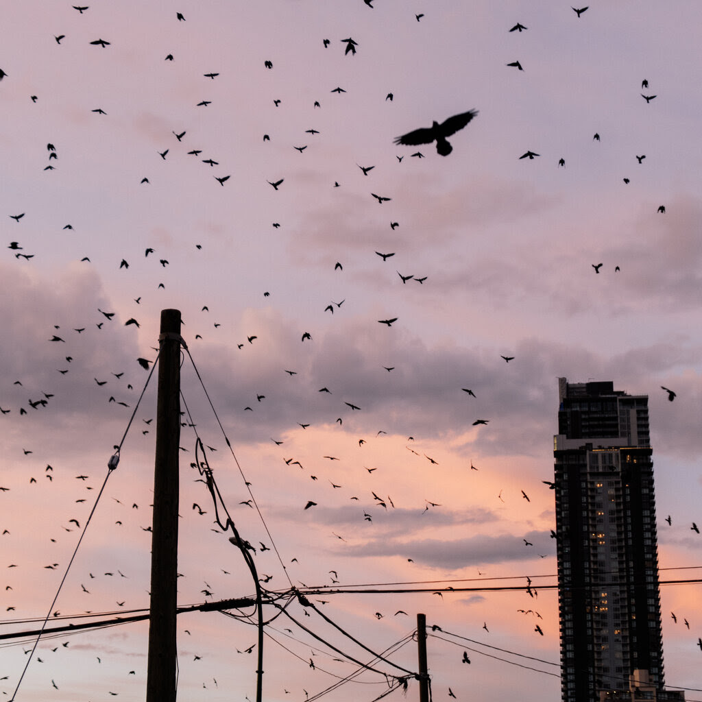 A flock of crows over power lines and high rises against a cloudy pink sky.