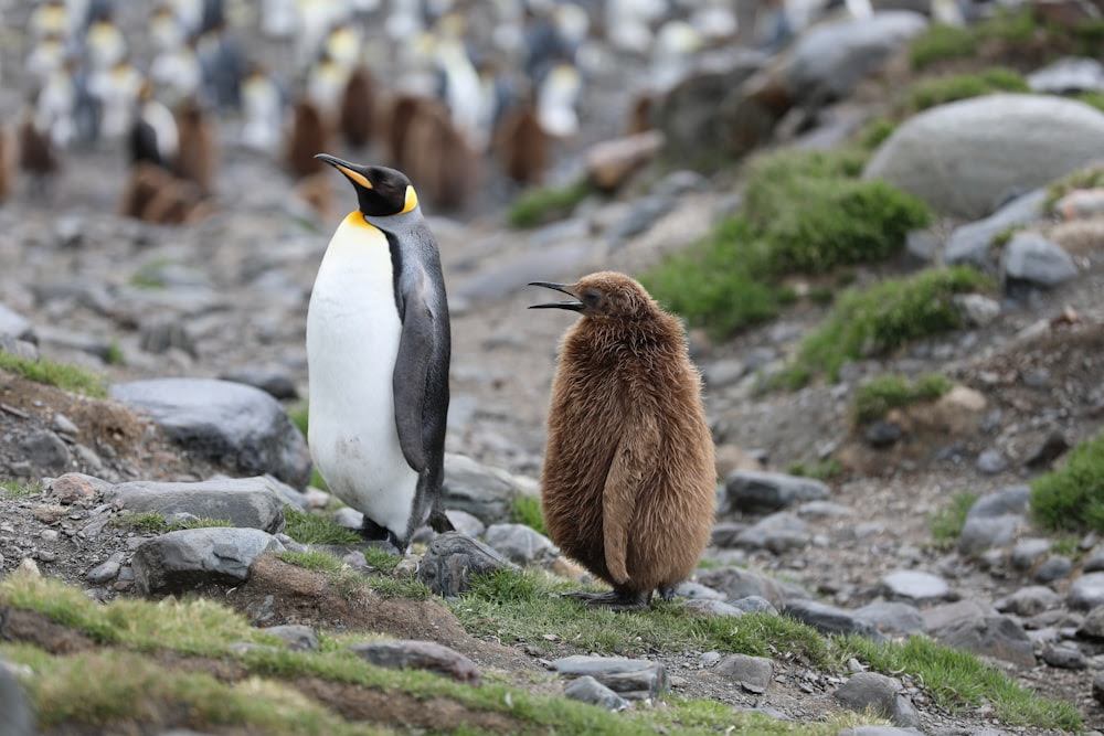 Pingouin blanc et noir sur roche grise