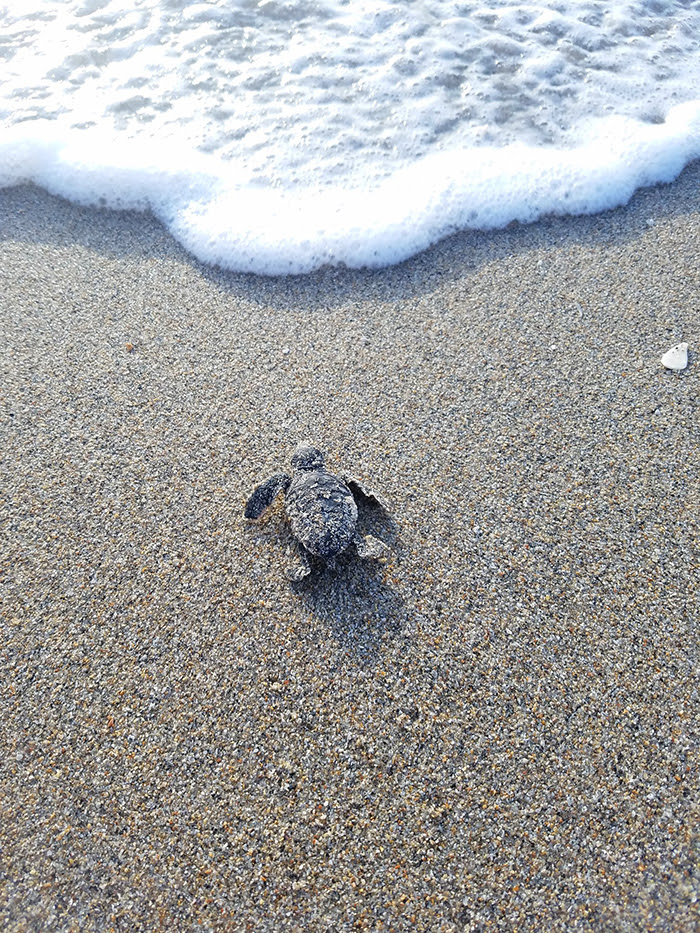 sea turtle hatchlings on beach crawling toward ocean