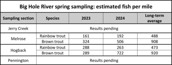 Big Hole River fish sampling 2024