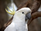 Cockatoos show ability to use condiments