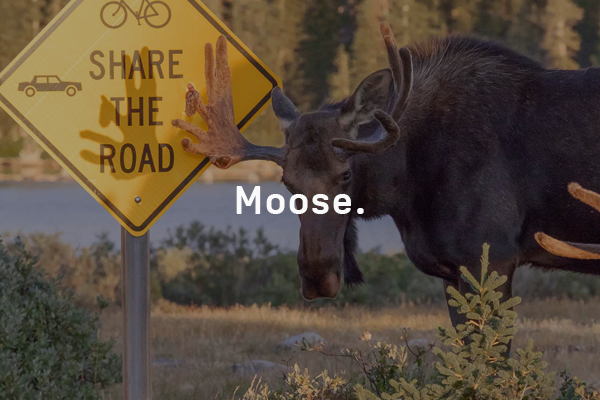 Moose on the Loose: Colorado Parks & Wildlife Issues Warning After 6 Incidents