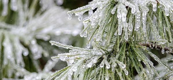 a shimmering layer of ice over green tree needles in the foreground, with blurred icy trees in background