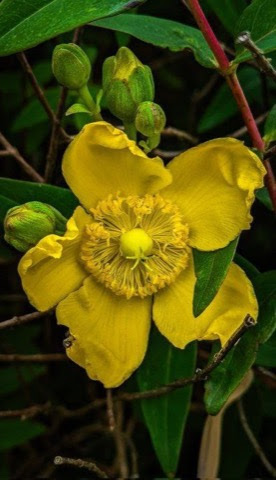 Flower-Yellow-Passion-Vine