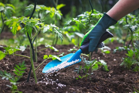 Fertilizing Tomato Plants