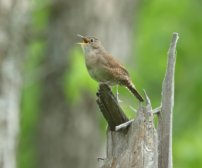 House wren (Troglodytes aedon), Parc national de Plaisance, Québec Courtesy of Cephas CCA4