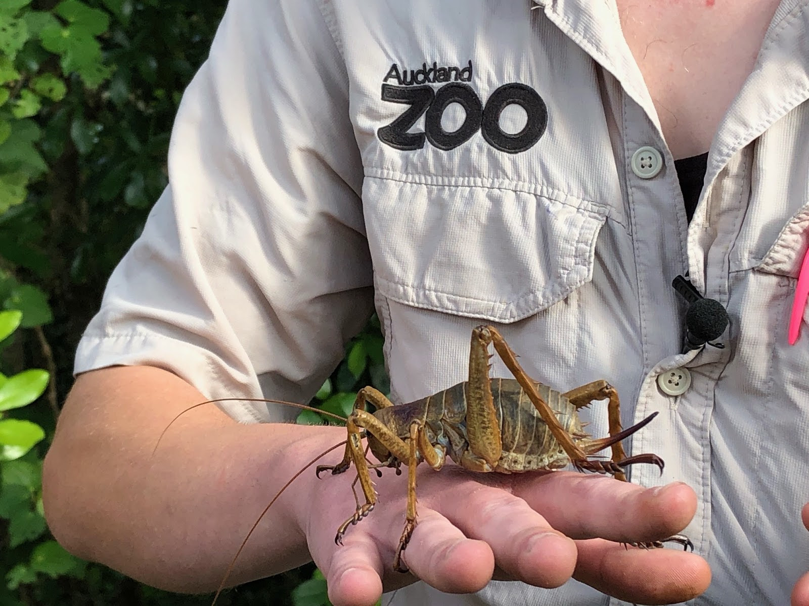 weta 2