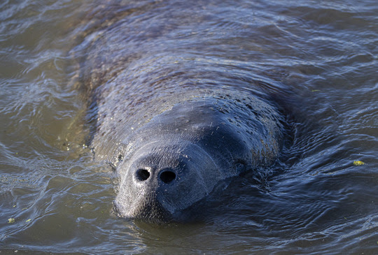 Manatee taking a breath