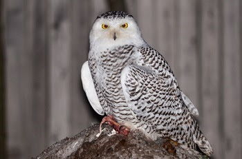 a snowy owl, white with black and gray flecked markings and yellow eyes, perches atop a dirty snowbank in front of a wooden fence