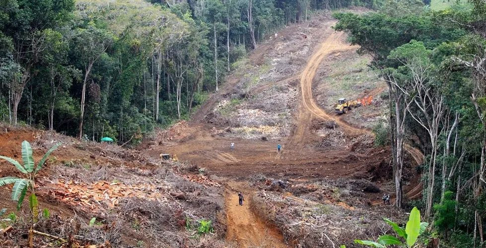 Une parcelle de forêt amazonienne en cours de défrichement pour la construction.