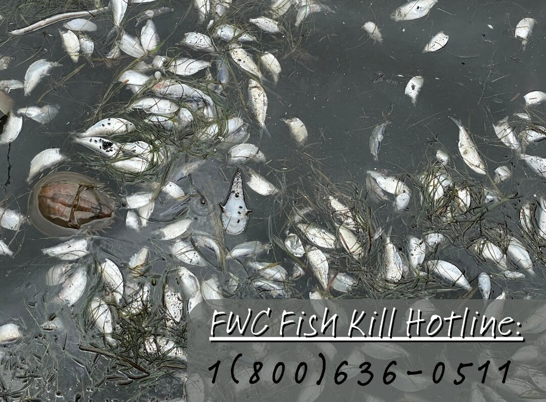 fish kill hotline: 1(800)636-0511