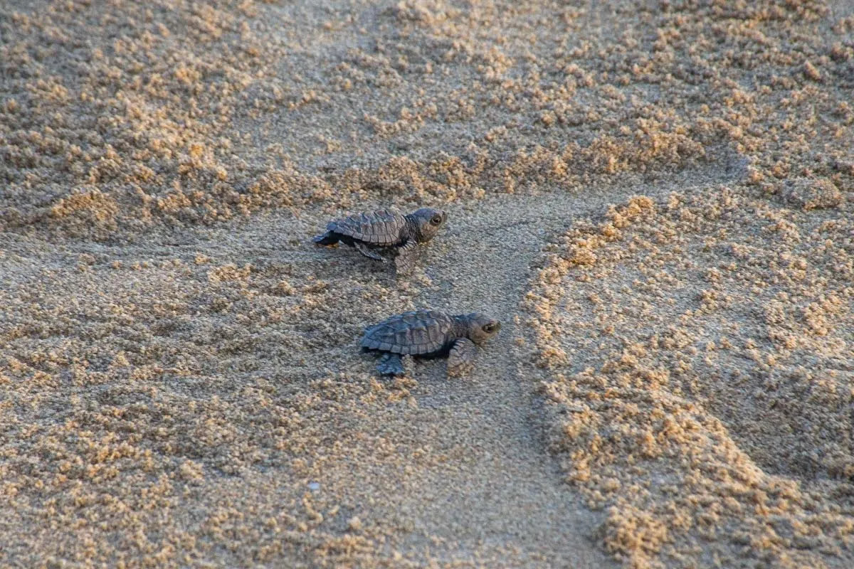 Turtles walk to the ocean at Playa del Ostional