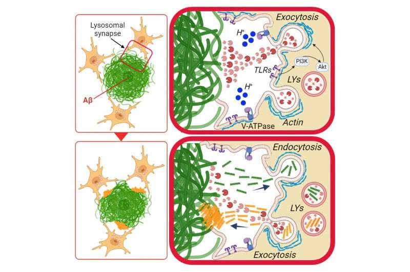 Microglia digest large Alzheimer's plaques by spitting enzymes at them