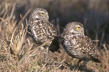 two fluffy, tan and white burrowing owls with bright yellow eyes crane their necks to look behind them while standing in low, dry grass