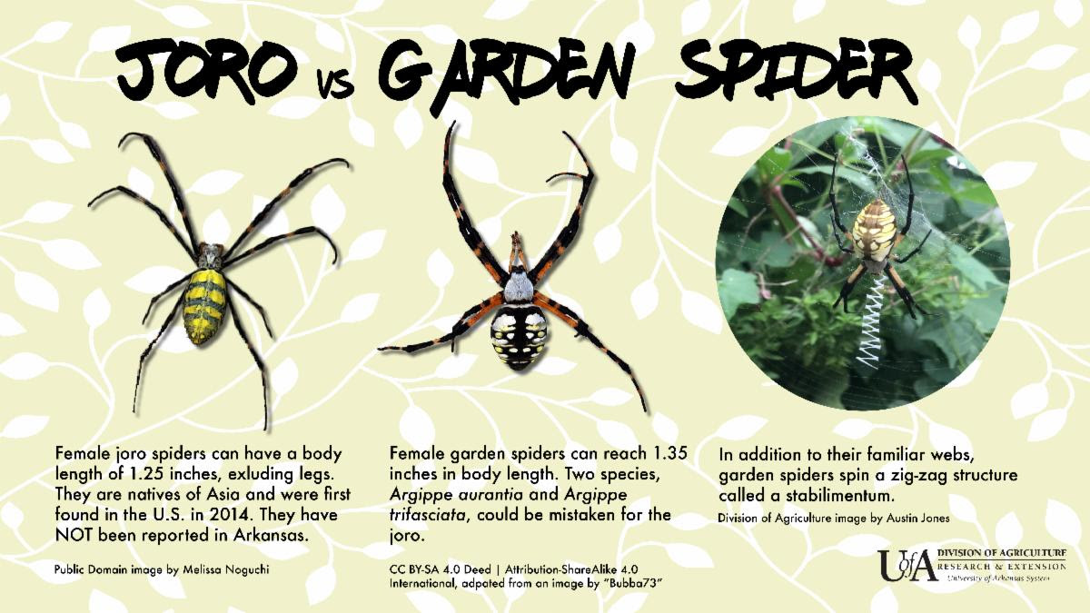 Graphic comparing joro spider with native garden spider