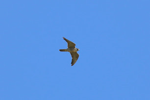 Peregrine Falcon by S McLaughlin 10-24