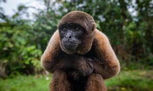 Mona Chorongo rescatada en la provincia de Morona Santiago, Ecuador. 