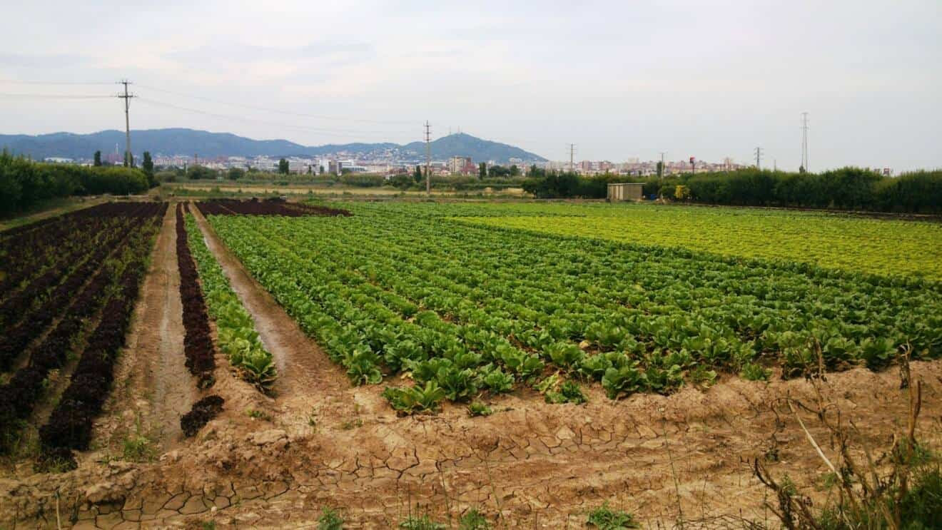 L’aprovació de la nova ZEPA del Delta del Llobregat: imprescindible, però insuficient per a conservar la biodiversitat