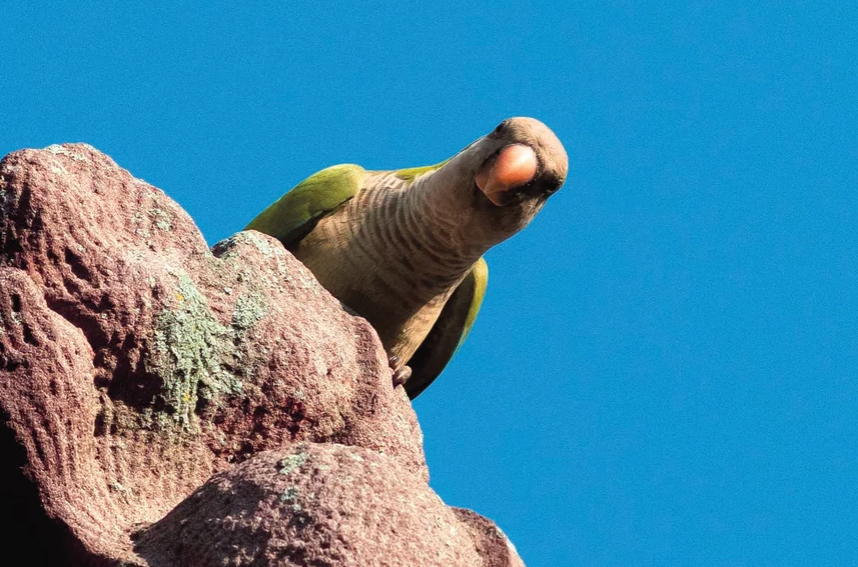 A Monk Parakeet looks directly at the camera from above