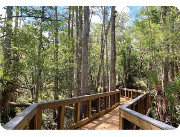 View of the Bald Cypress Boardwalk winding through a dense forest