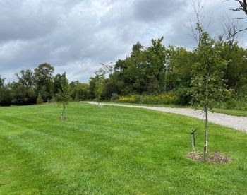 A row of newly planted trees across a green lawn at a public green space.