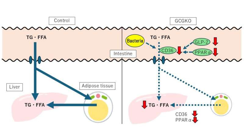 Gut hormones could hold the key to fighting fatty liver disease