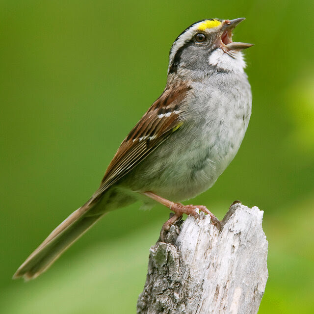 A bird with a bit of yellow above its beak and brown wings is standing on a piece of wood and singing.