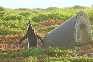 The double-layered ceramic artificial nests were generally the most effective type of nests compared to earlier designs. Credit Lorien Pichegru.