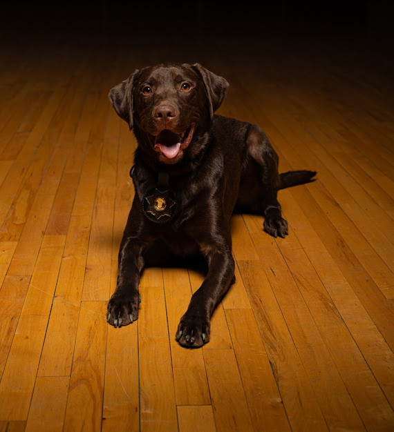 Gunner the dog posing for a picture