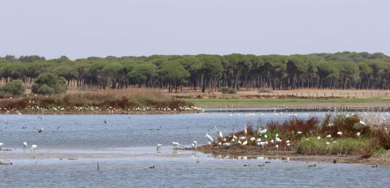 Solicitan a la Junta información sobre el desagüe de la laguna de la Dehesa de Abajo en el río Guadiamar