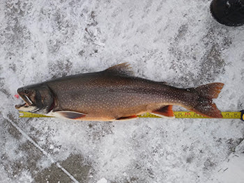 A large splake caught in Copper Harbor during the winter months.