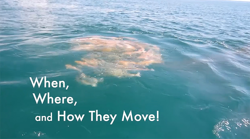 school of fish in water