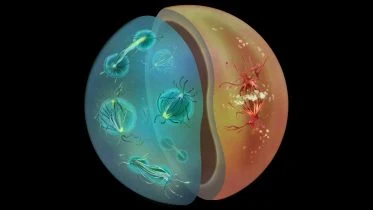 Ichthyosporeans Sphaeroforma arctica and Chromosphaera perkinsii Undergoing Mitosis