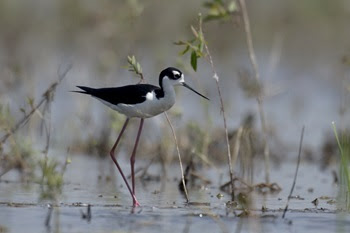 a black and white bird with a skinny beak and long, thin legs stands in a low-lying, reedy area of Pointe Mouillee State Game Area