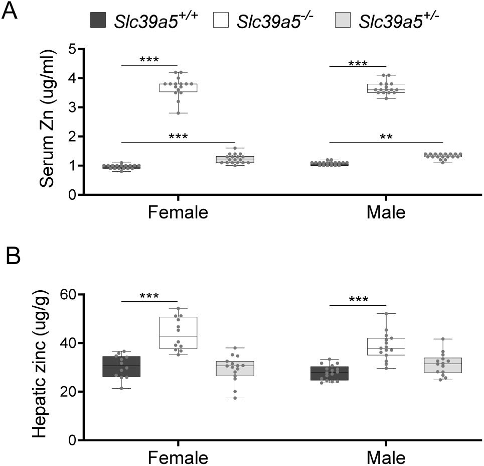 Loss of Slc39a5 results in elevated circulating and hepatic zinc levels in mice. Serum zinc (A) and hepatic zinc (B) in Slc39a5+/+, Slc39a5-/- and Slc39a5+/- mice at 40 weeks of age, n=16-18. **P < 0.01, ***P < 0.001, two-way ANOVA with post hoc Tukey’s test.