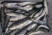 A collection of many sardines in a container