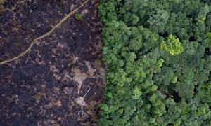 La deforestación libera carbono a la atmosfera, lo que contribuye al cambio climático y degrada los bosques. 