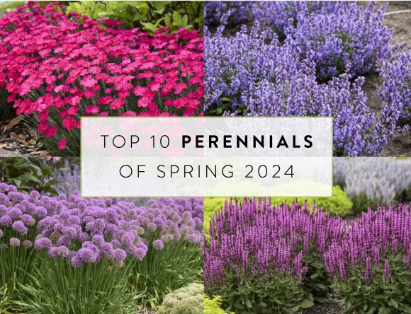 Top 10 Perennials